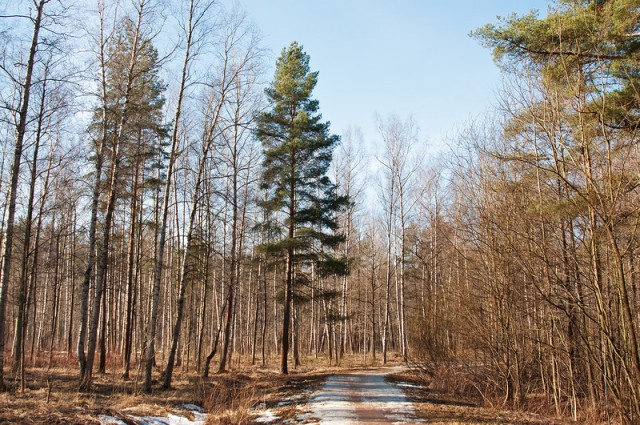 Мартовский Санкт-Петербург