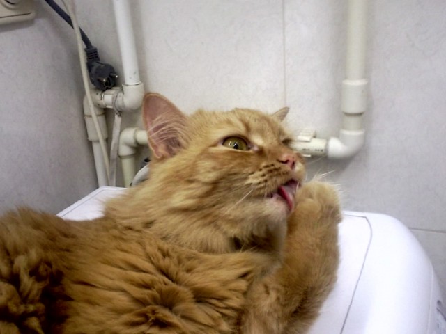 Котовторник