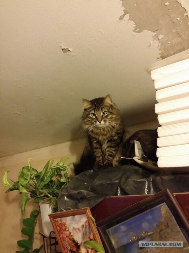 Вся суть котэ