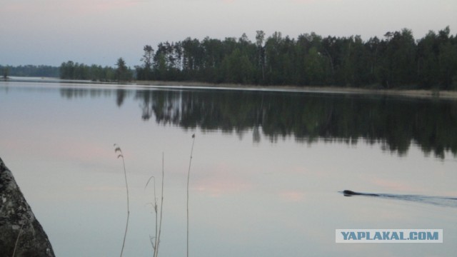 Вуокса 2015