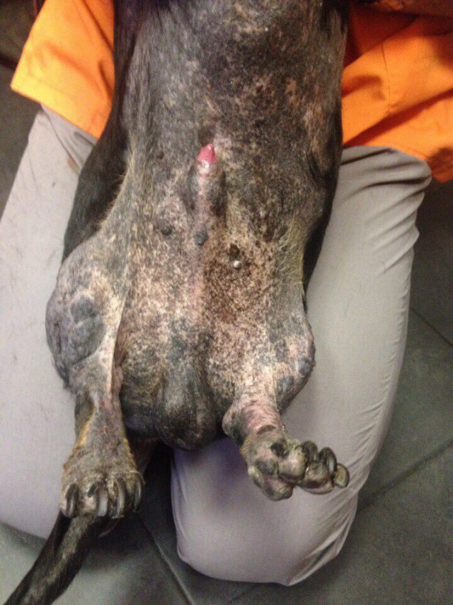 Ещё одна история из жизни собак...