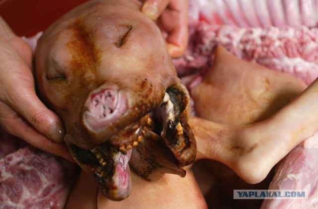 Этот огромный хаски старался быть невозмутимым