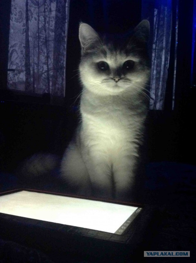 Котооо-о-о-вторник