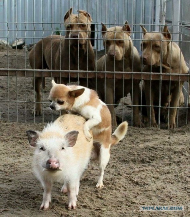 Кот такого не ожидал