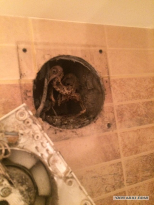 Что можно обнаружить в вентиляции дома в ванной?