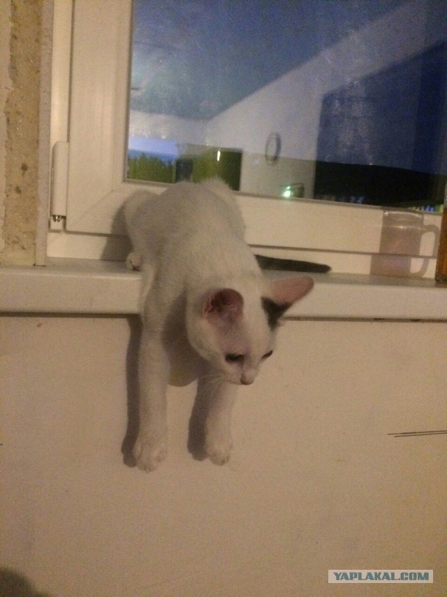 Котовторник 27.09.16