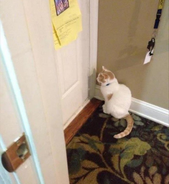 Коты и Кошки