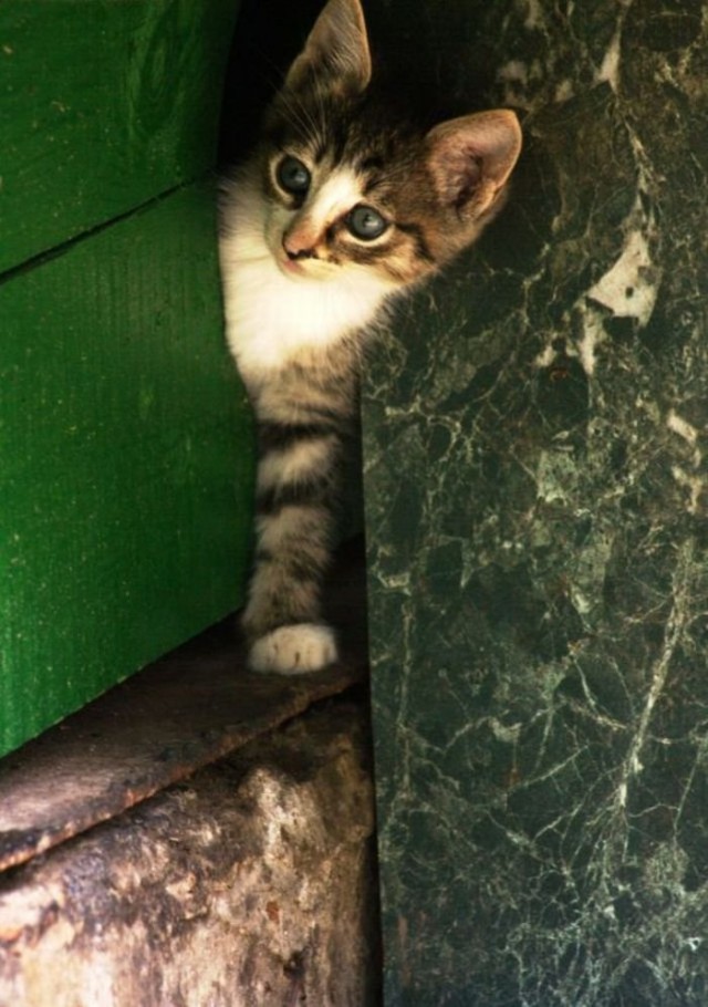 Коты и Кошки