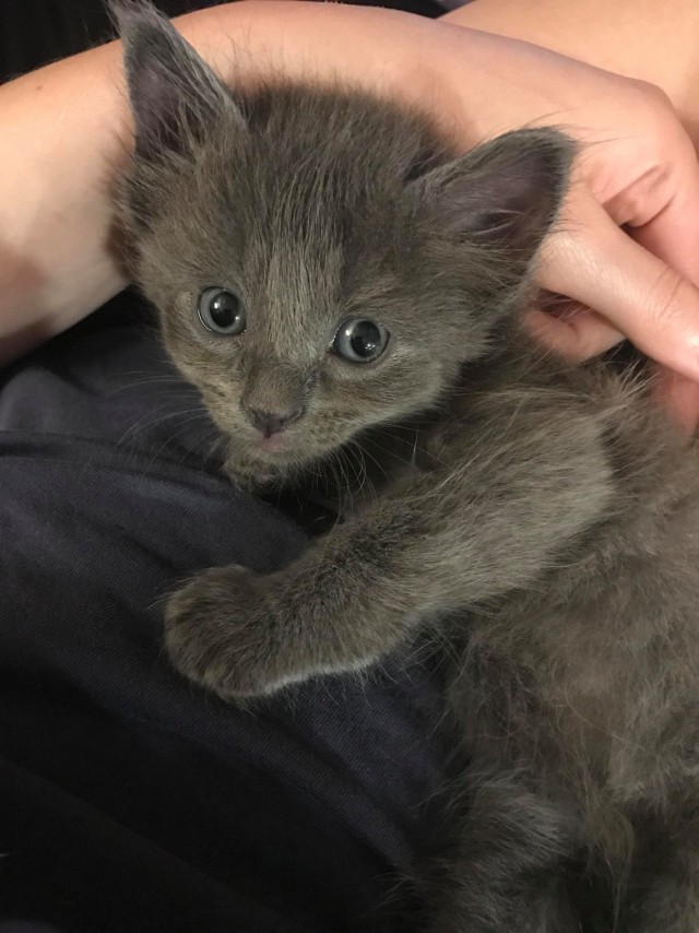Коты и Кошки