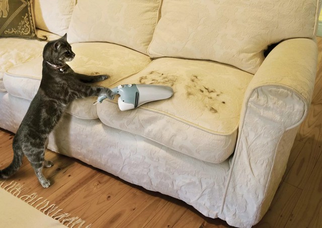 Коты и Кошки