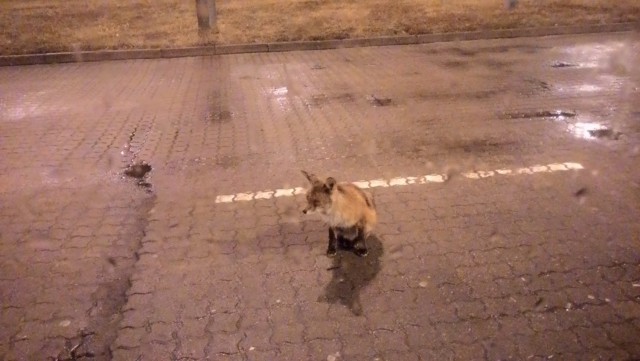 Наглая! Рыжая! Морда!