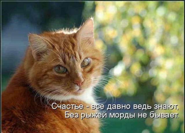 Коты и Кошки