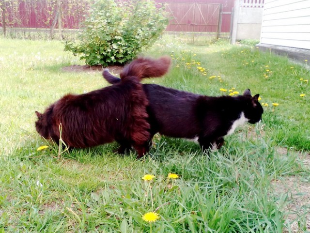 Котовторник  15.08.2017
