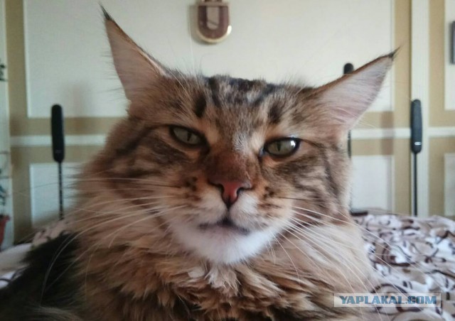 Котовторник 30.01.2018