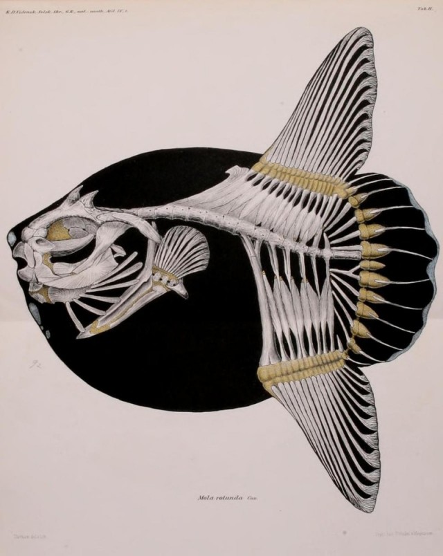 Рыба-луна самая крупная из костистых рыб и выживает не смотря ни на что