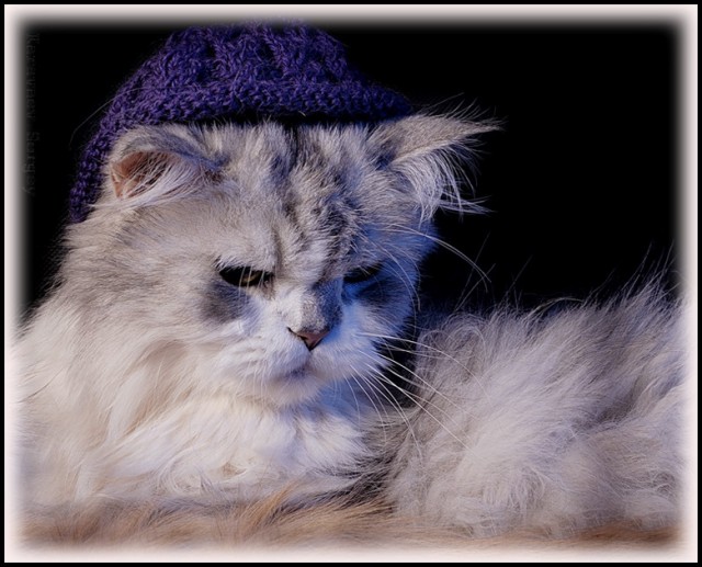 Котомет на вторник 08.04.08