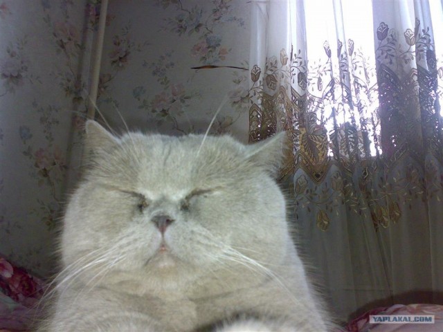 Котовторник на ЯПлакалъ 08.07.2008