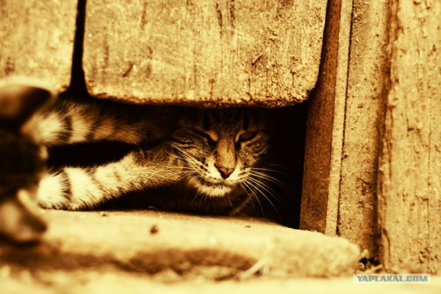 УРРААА ! Котовторник на ЯПлакалъ !