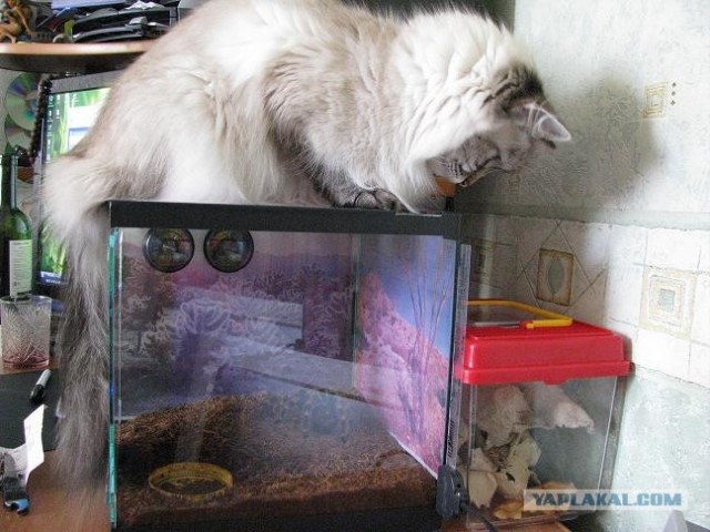 Котовторник в интересном ракурсе...