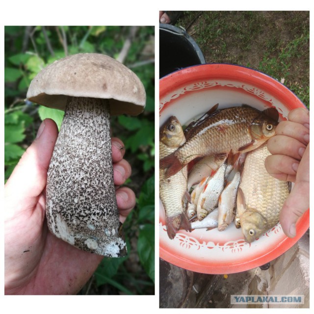 Лето сошло с ума. Полюса явно меняются