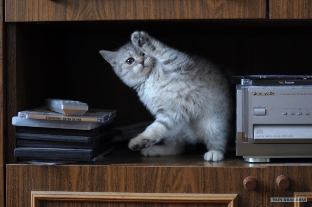 Сегодня котовторник, а котиков все нет