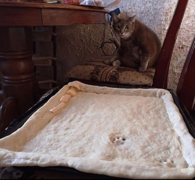 Прикольных котов пост