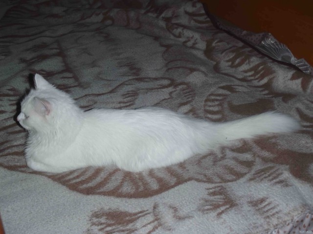 Котовторник!