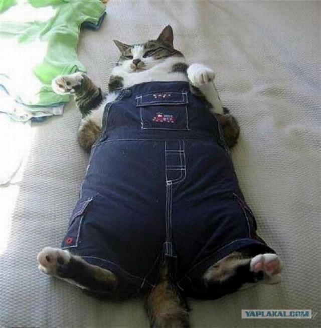 Котовторник 06.12.2011