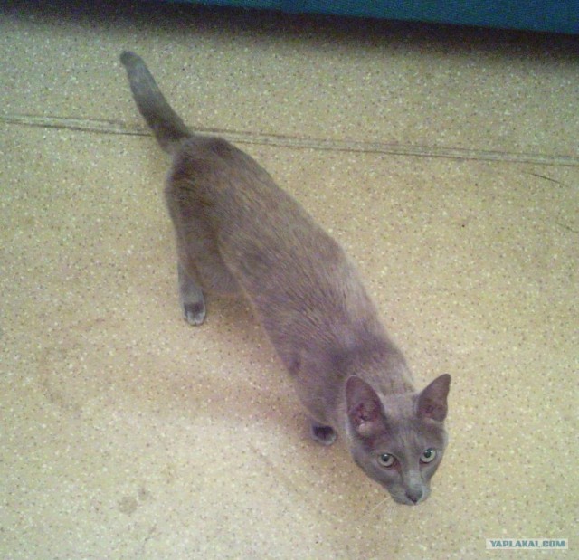 Котовторник 20.12.2011