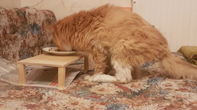 Прикольных котов пост