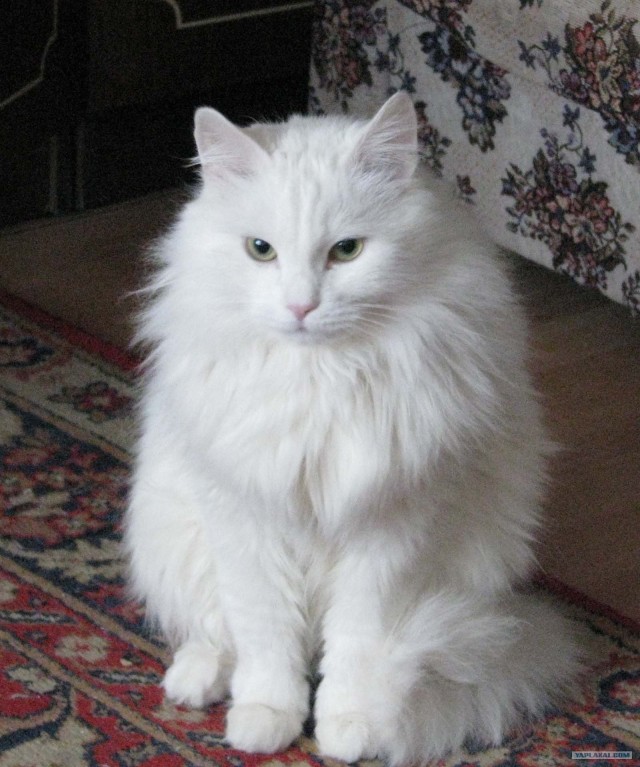 Котовторник (28.02.2012)