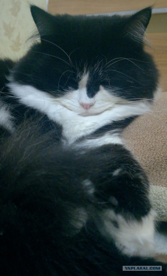 Котовторник 25.12.2018