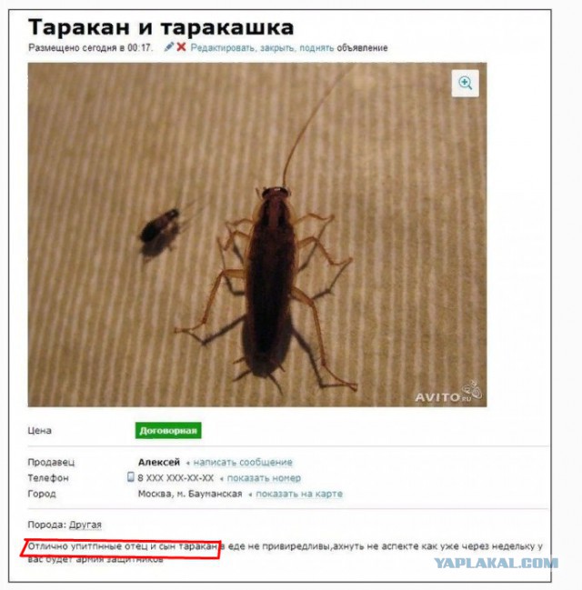 Интернет-объявления, к авторам которых возникает уйма вопросов