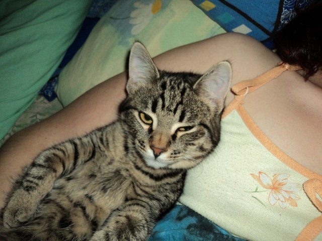 Котовторник 29.05.2012
