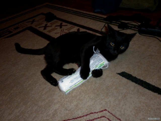 Котовторник   5.06.2012