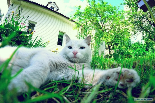 Котовторник  19.06.2012