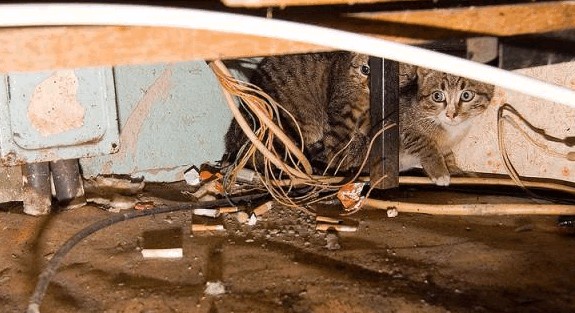 Котовторник  4.09.12