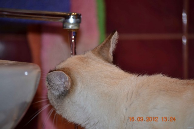 Котонянька и котовторник