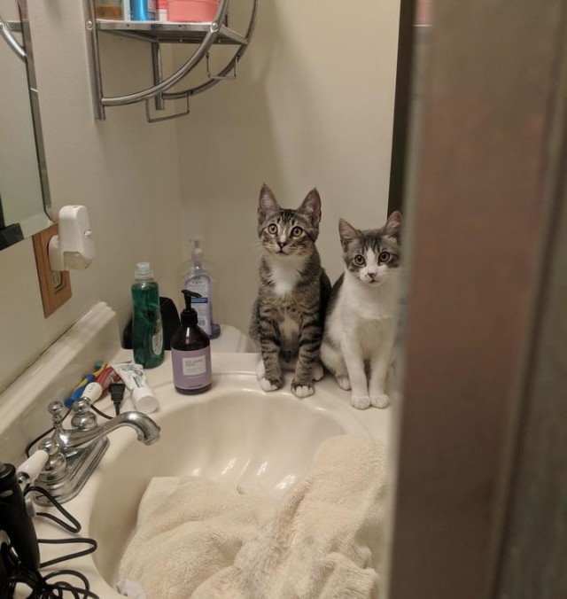 Прикольных котов пост