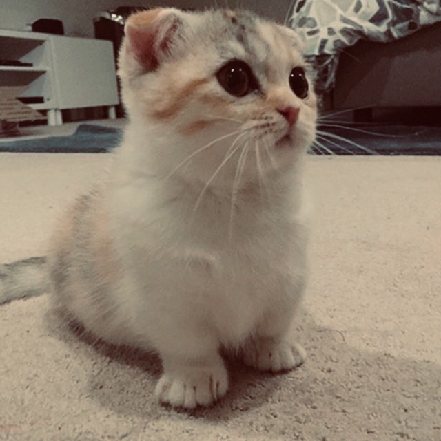 Забавные фото котеек