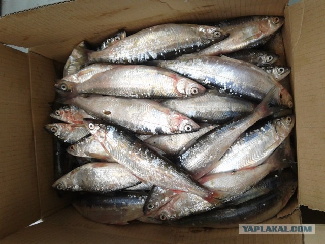 Салака маринованная