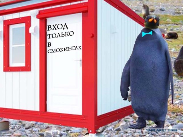 Пингвин - негр