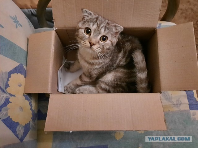 Последний котовторник 2020 года