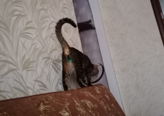 Вчера с женой решили кастрировать кота...