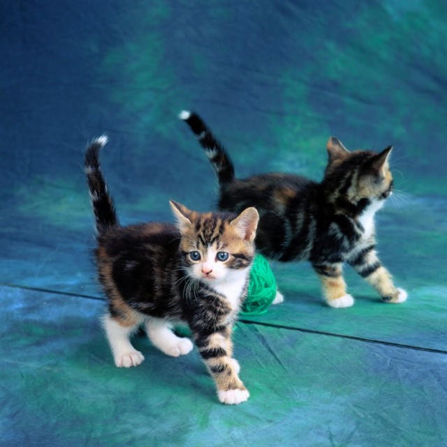 Котовторник же!