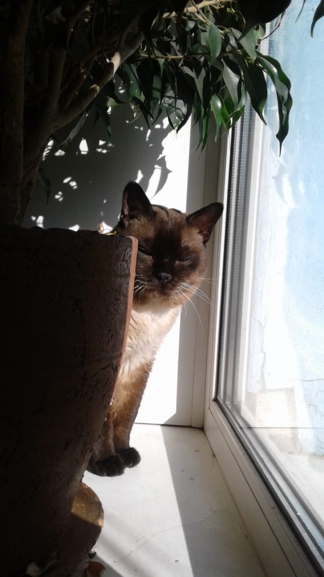 А котовторник уже начался?