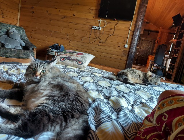 Хоба! Котовторник!