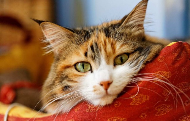 Разные котики