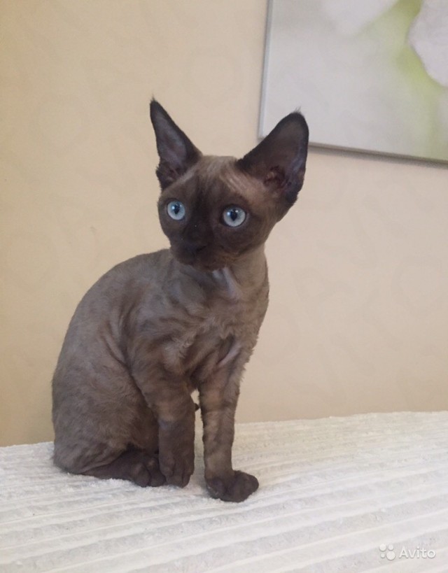 Мой самый первый КОТовторник!
