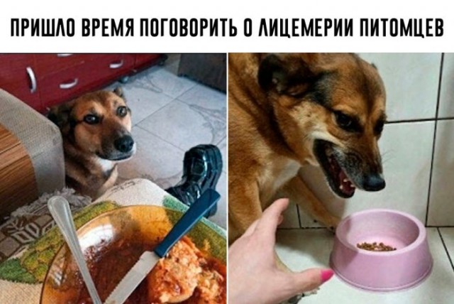 Вечный жор